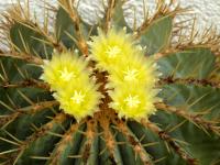 Thumbnail of 1293_Ferocactus glaucescens_20150615(1).JPG